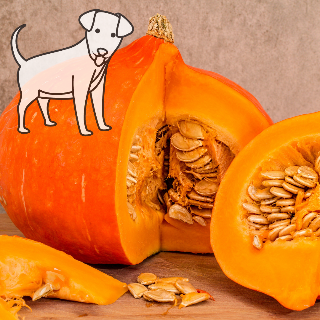 The benefits of Pumpkin for your dog