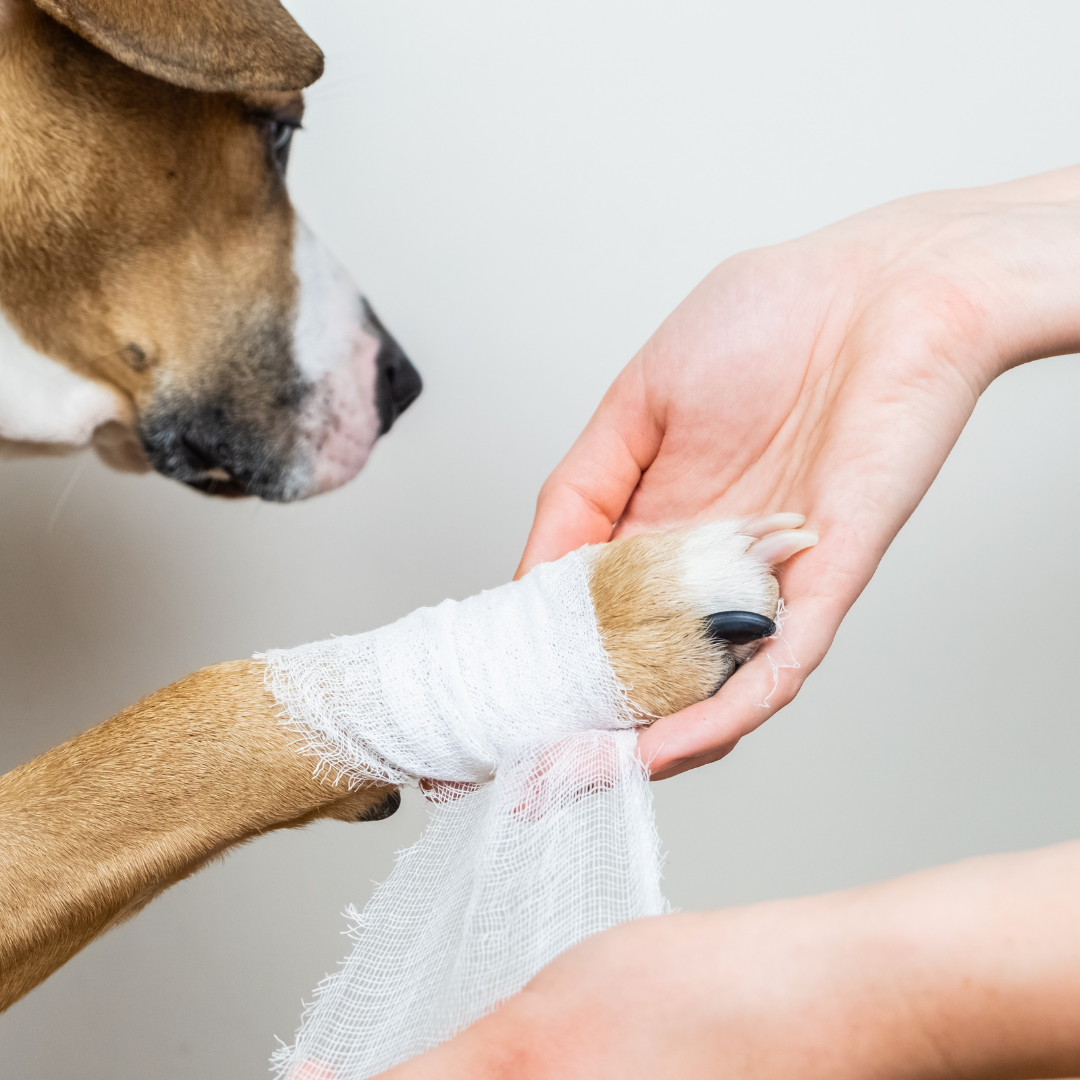 National Pet First Aid Month