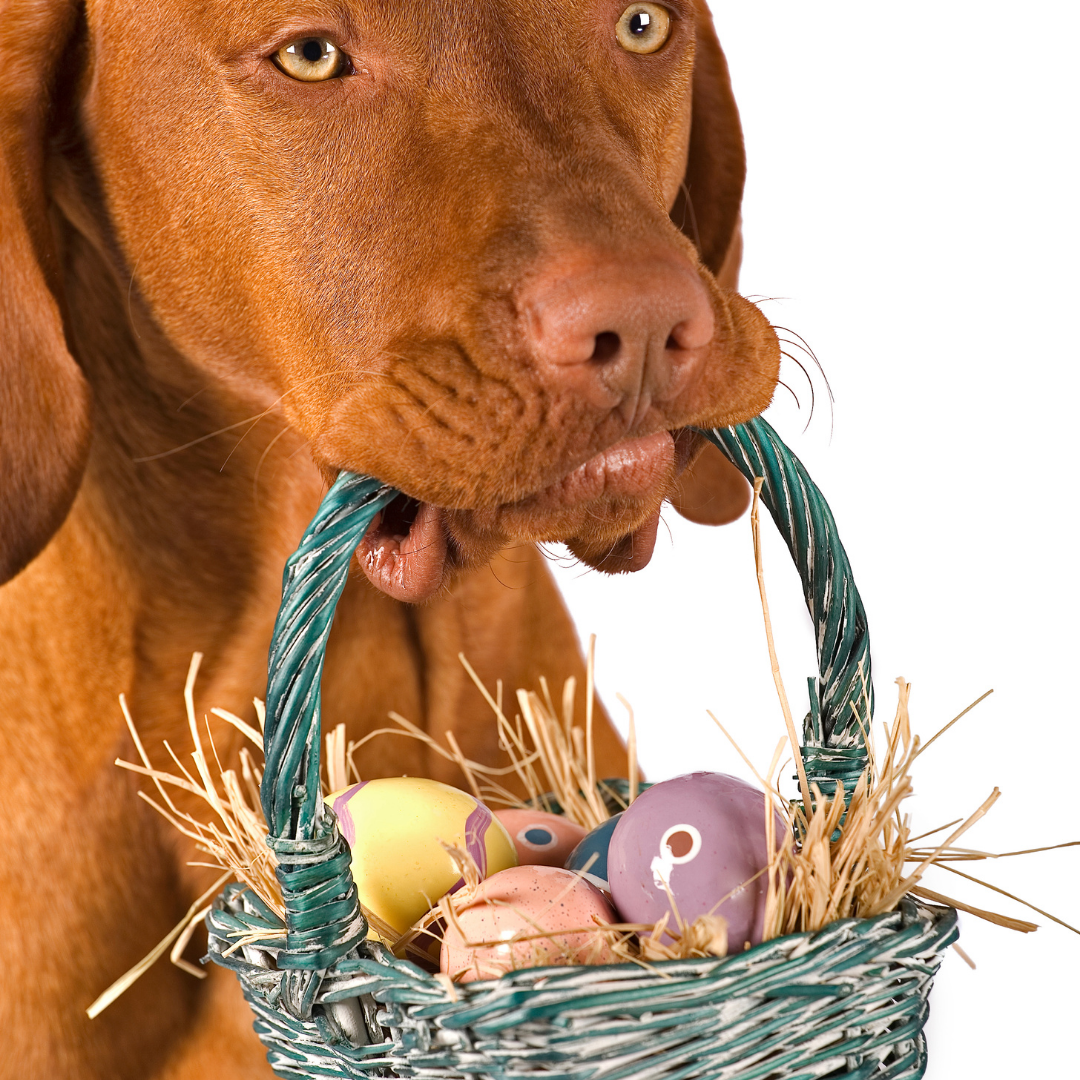 Easter hazards your dog needs to avoid