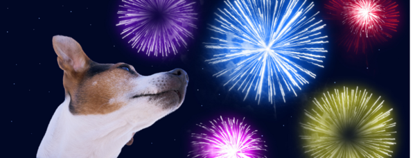 Bonfire Night Survival Guide For Your Dog