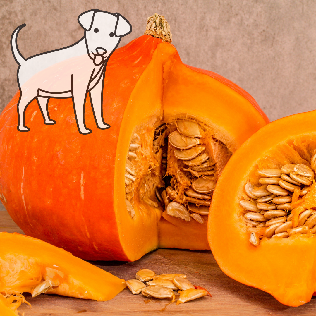 the-benefits-of-pumpkin-for-your-dog