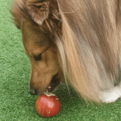 apple dog treat enrichment activitiy