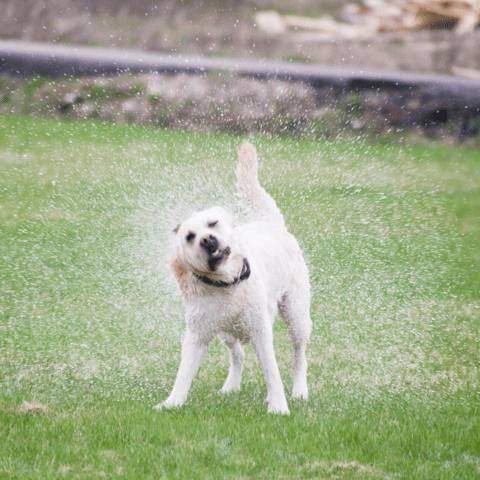 Dog playing in water to keep cool