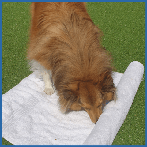 Rolled up towel enrichment activity for dogs