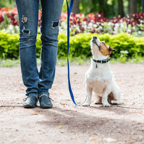 training activities for dogs