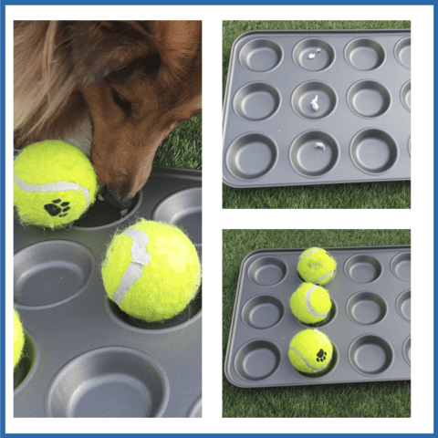 The muffin tin enrichment activity for dogs