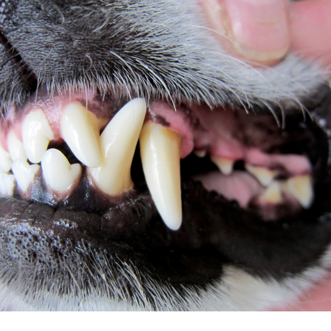 pet dental health month - how to keep your dog's teeth clean
