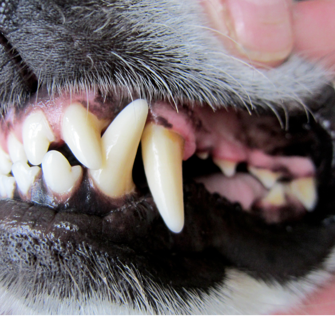 Easy way to outlet clean dogs teeth