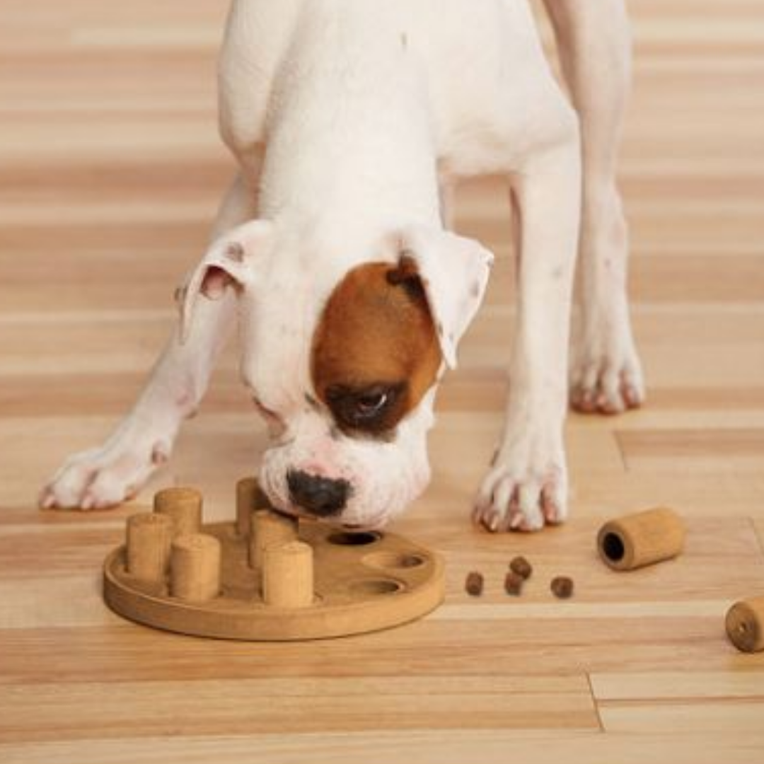 getting the most out of your dog enrichment puzzles
