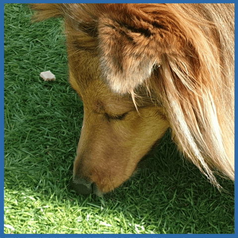 scatter feeding enrichment activity for dogs