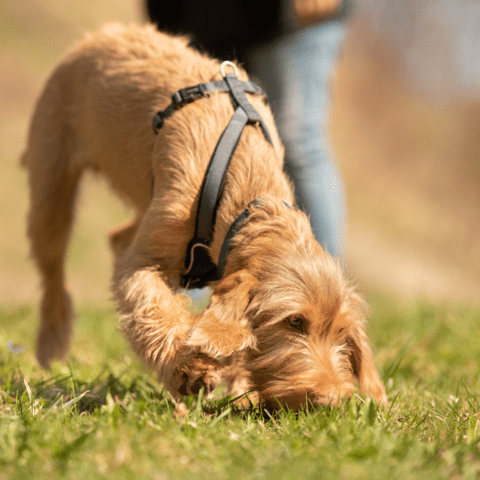 sniffari sniff enrichment walks for dogs
