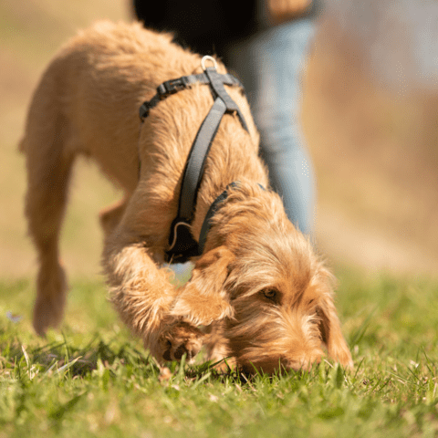 Enrichment Ideas for your pups while stuck inside!