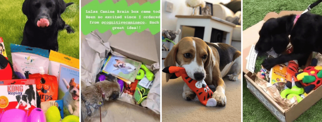 the canine brain box enrichment subscription box for dogs previous months