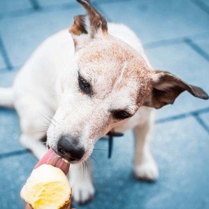 do dogs go off their food when in heat