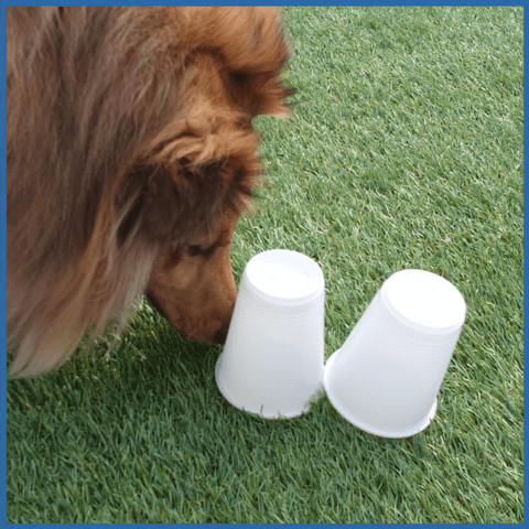 Which Cup? Enrichment game for dogs