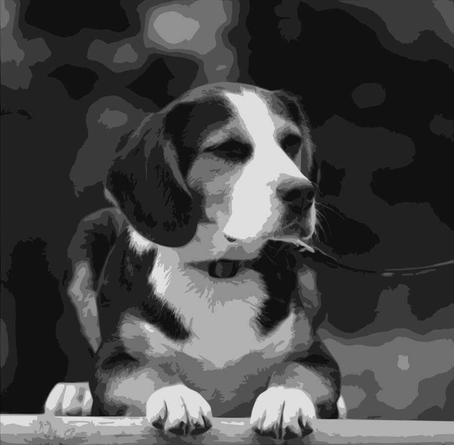 Black and white image of a beagle that is used as a paper cutting template