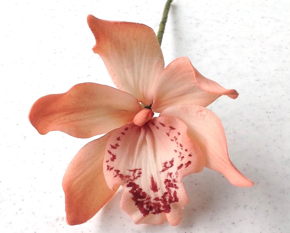 010011479231644-cymbidium-orchidjpg-17500045585899.jpg