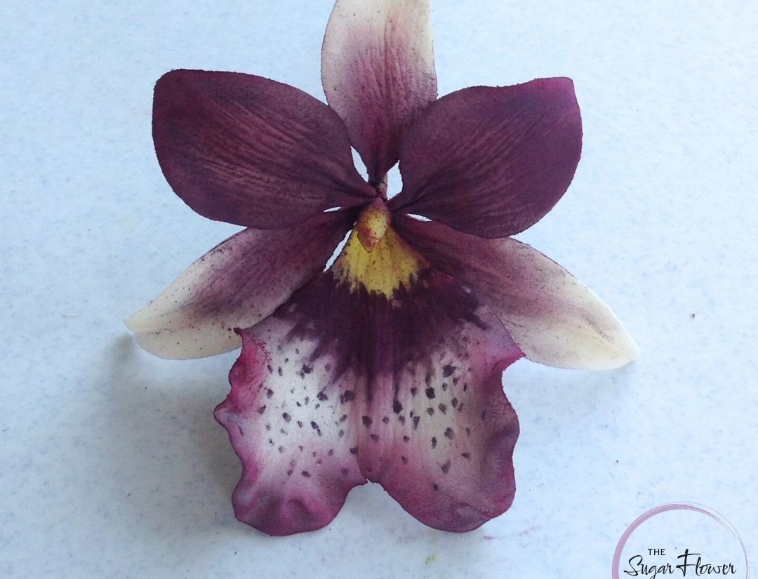 012810808251118-miltonia-orchid-17277115374036.jpg