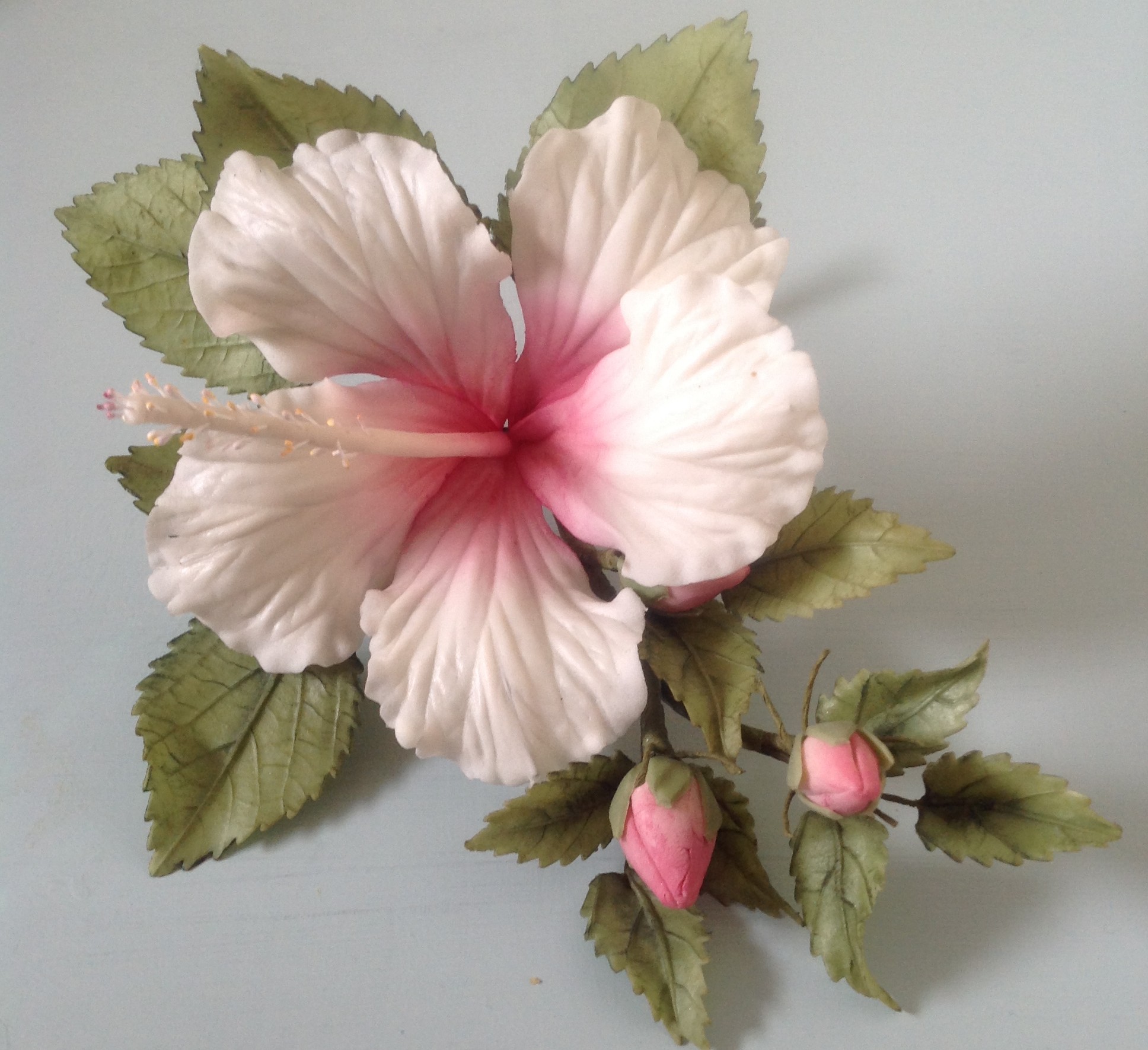 0337193617711729-hibiscus-pinkjpg-17787586457056.jpg