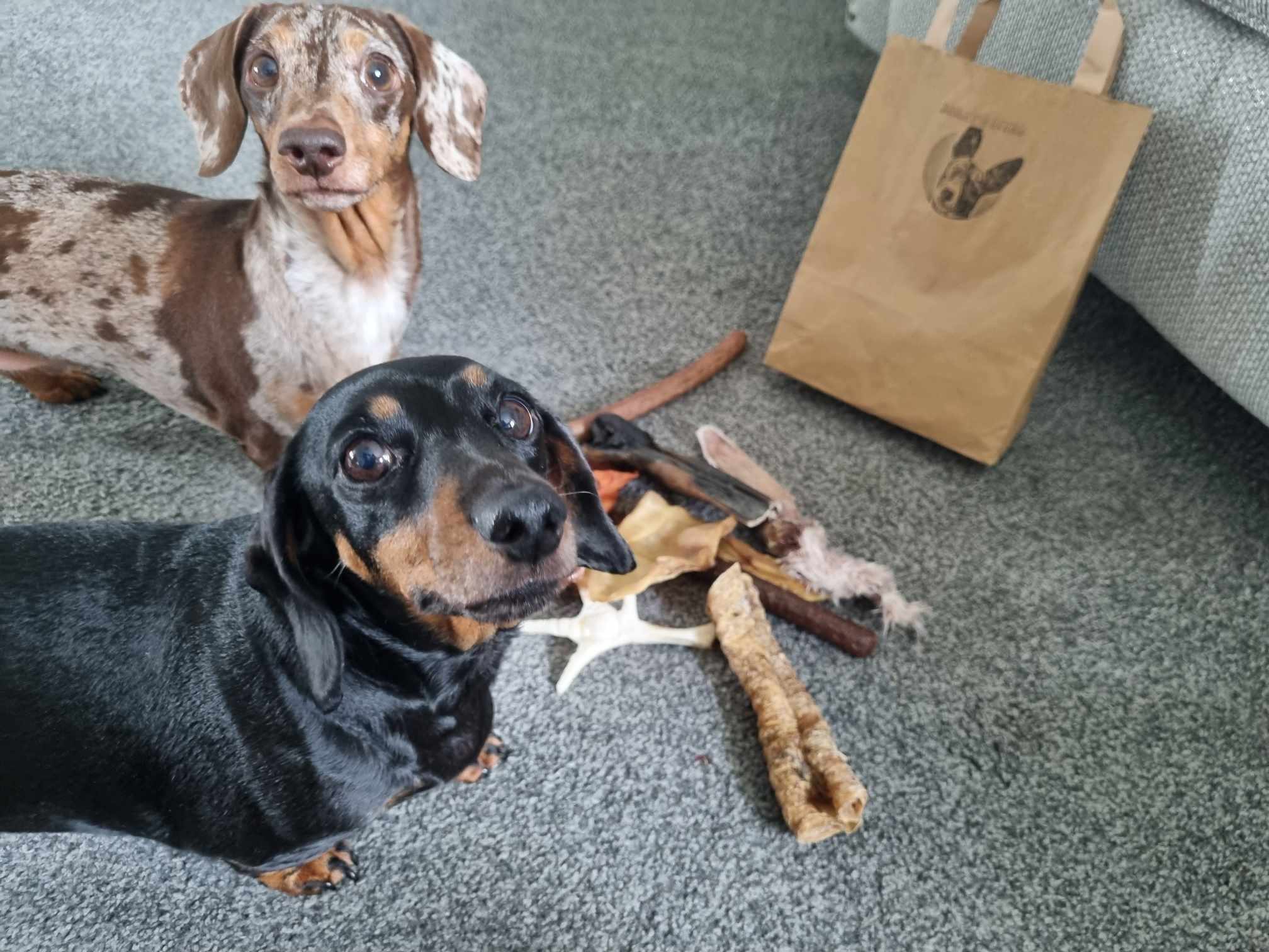 Happy dogs enjoying Bailey's Bites treats