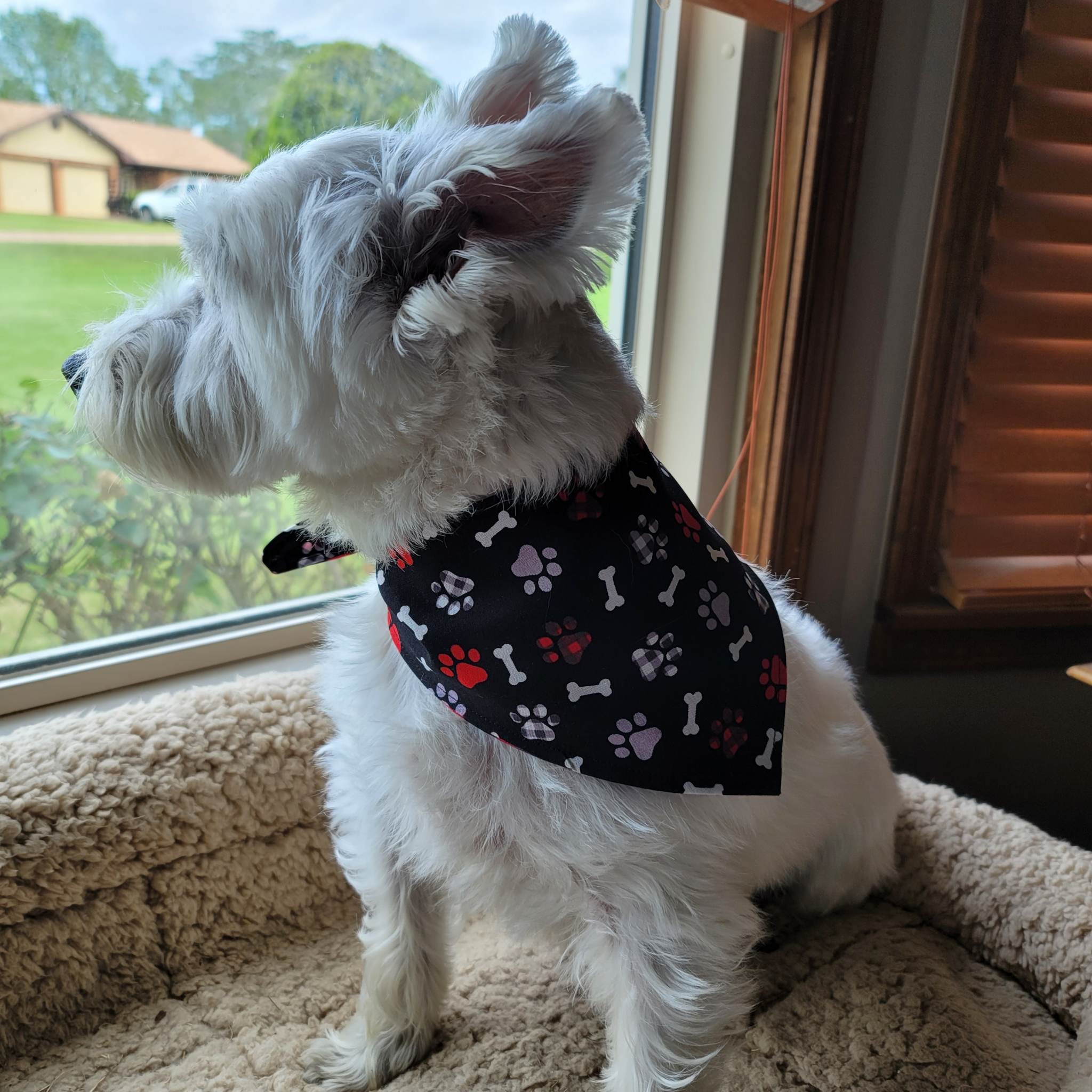 203-mojo-with-bandana-16888473854179.jpg