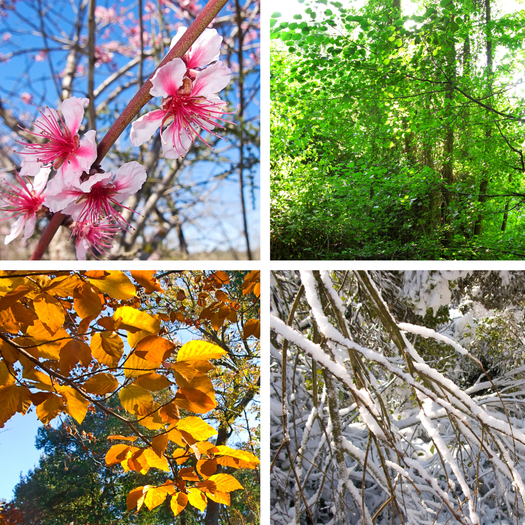 Four Seasons Four Seasons