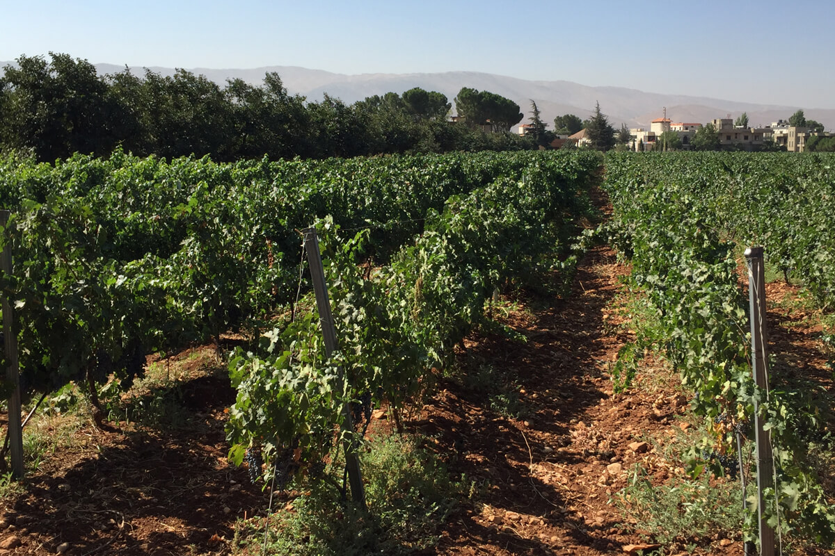 1005-sendiana-vineyards-1200.jpg