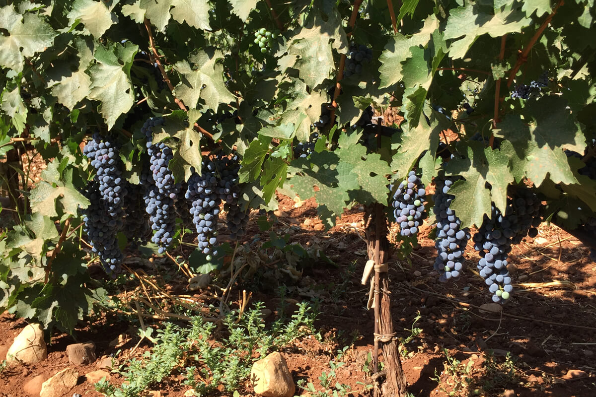 1005-sendiana-wines-vineyard-ripe-grapes.jpg