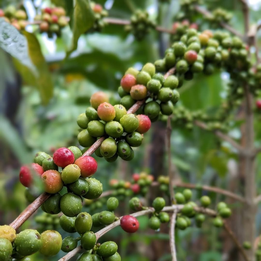 12-coffee-beans-17435123672063.jpg