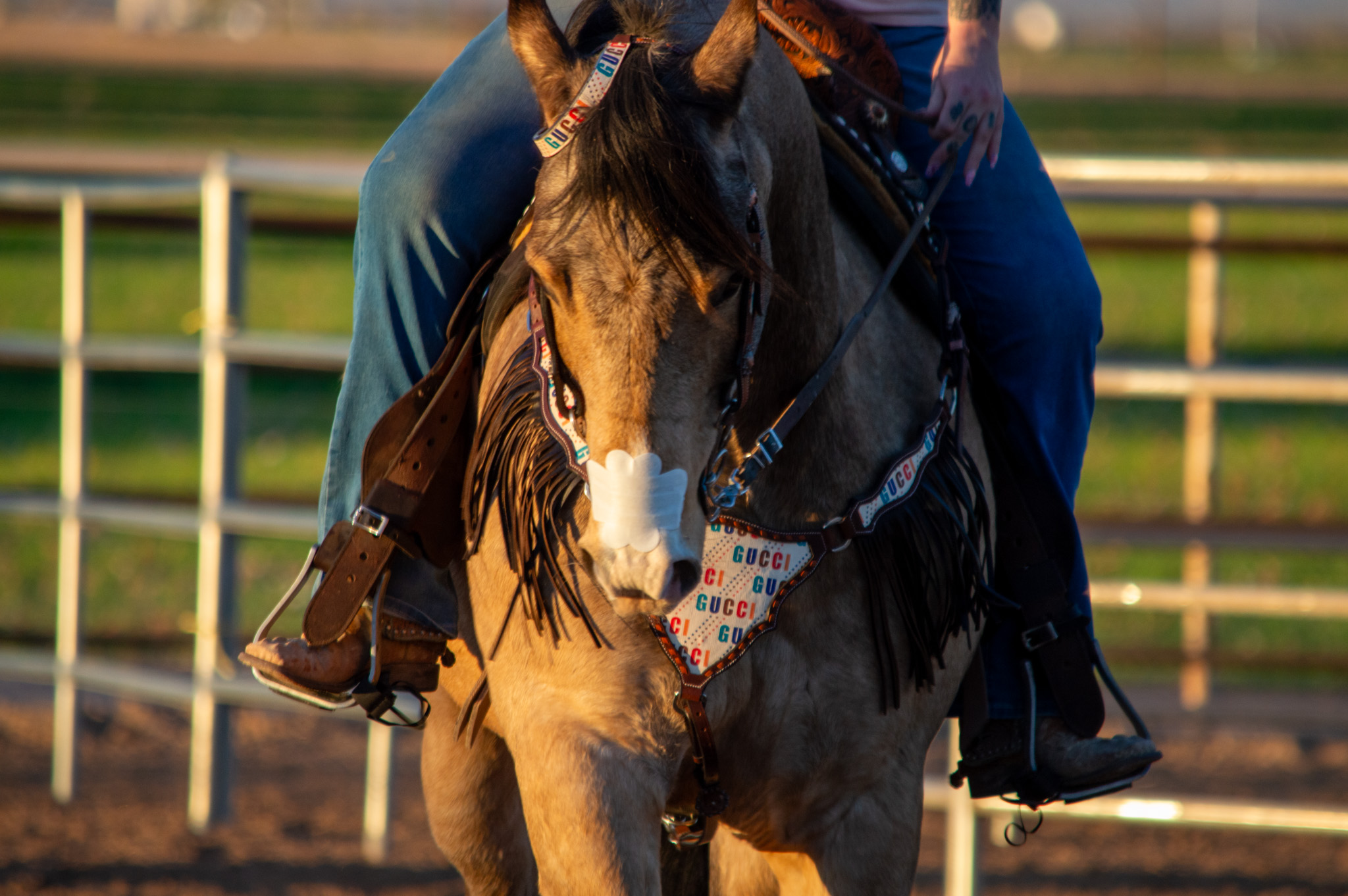 466-dsc6444-17447595438631.jpg