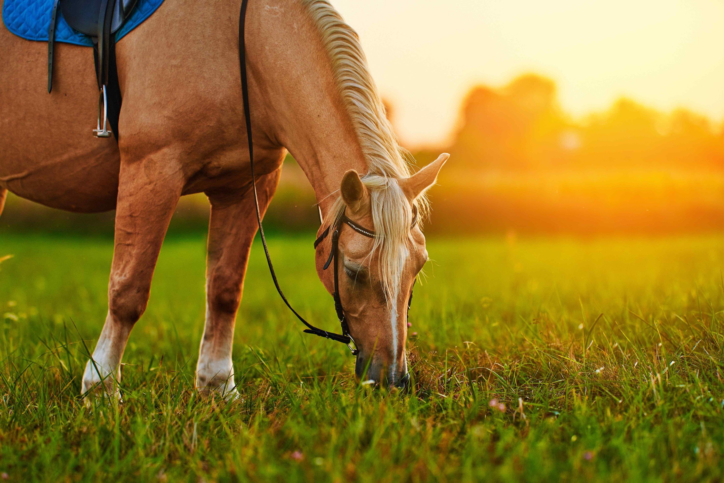 557-beautiful-palomino-horse-with-white-mane-grazes-lawn-eats-green-grass-sunset.jpg