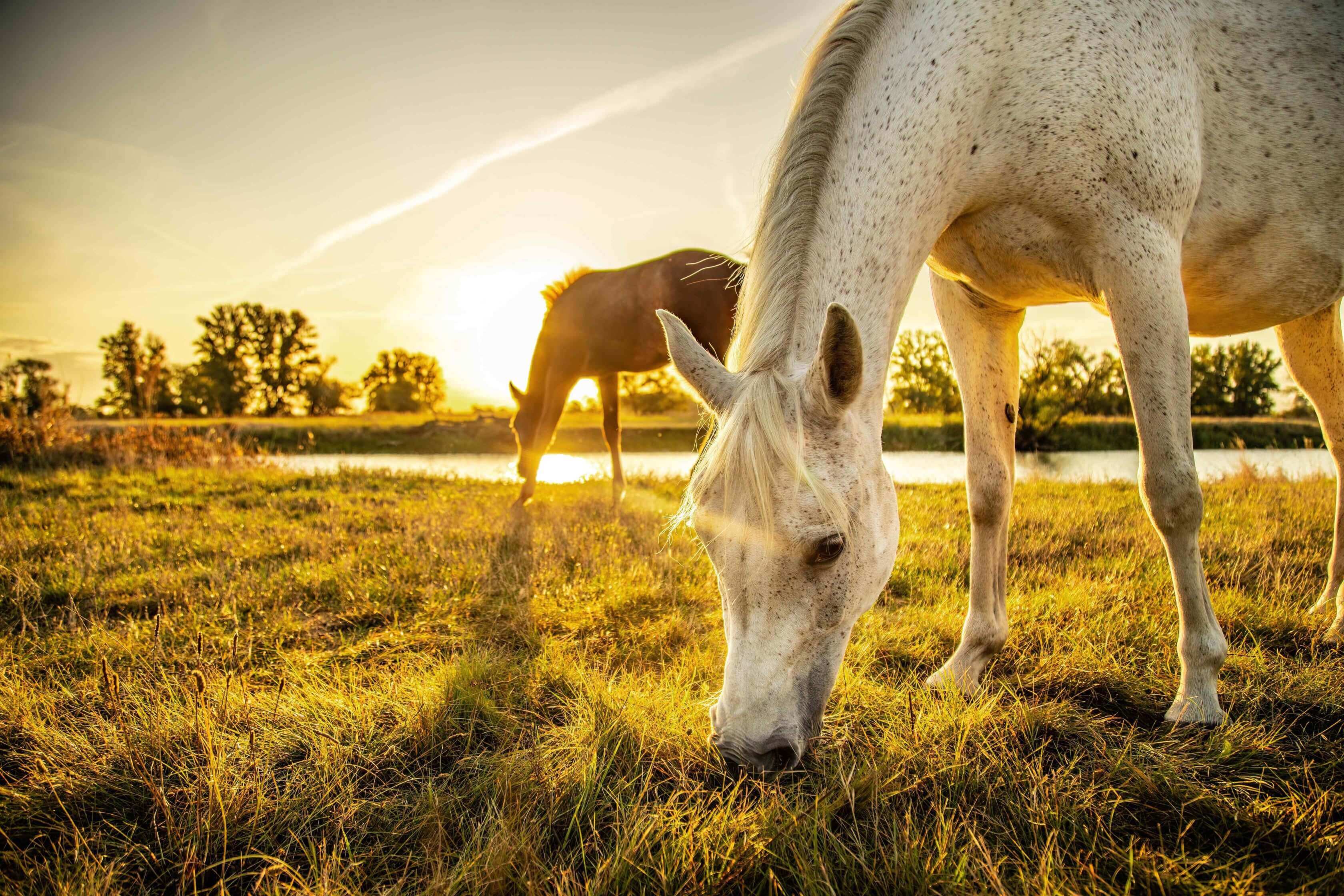 557-brown-foal-white-mother-horse-eating-grass-pasture-while-sunrise-morning.jpg