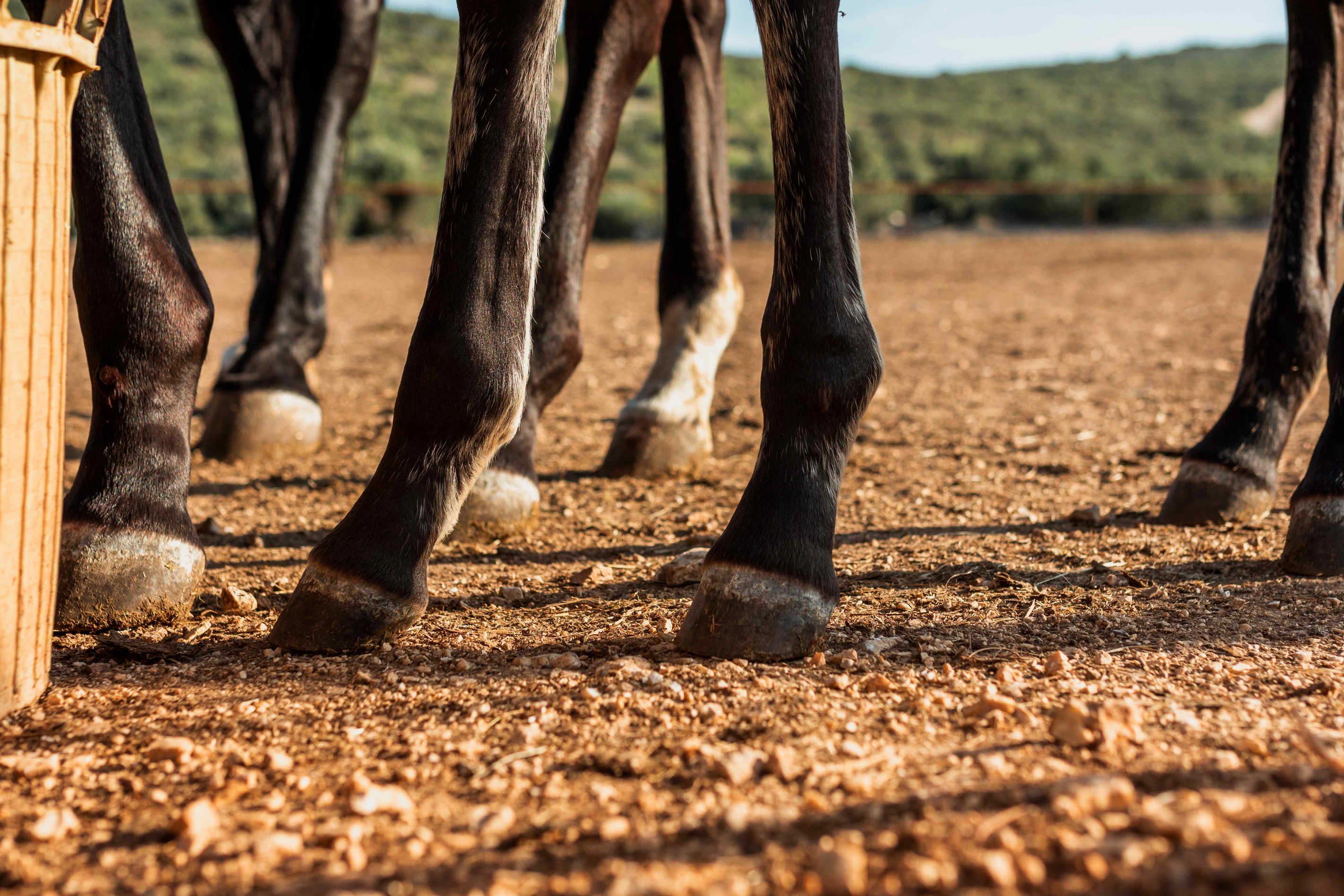 557-close-up-legs-stud-horses.jpg