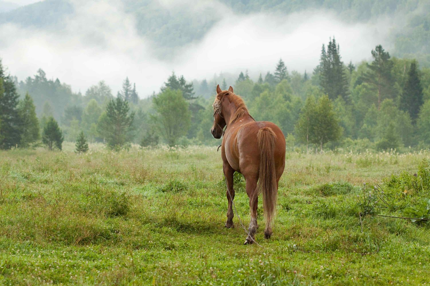 557-horse-fog-meadow.jpg