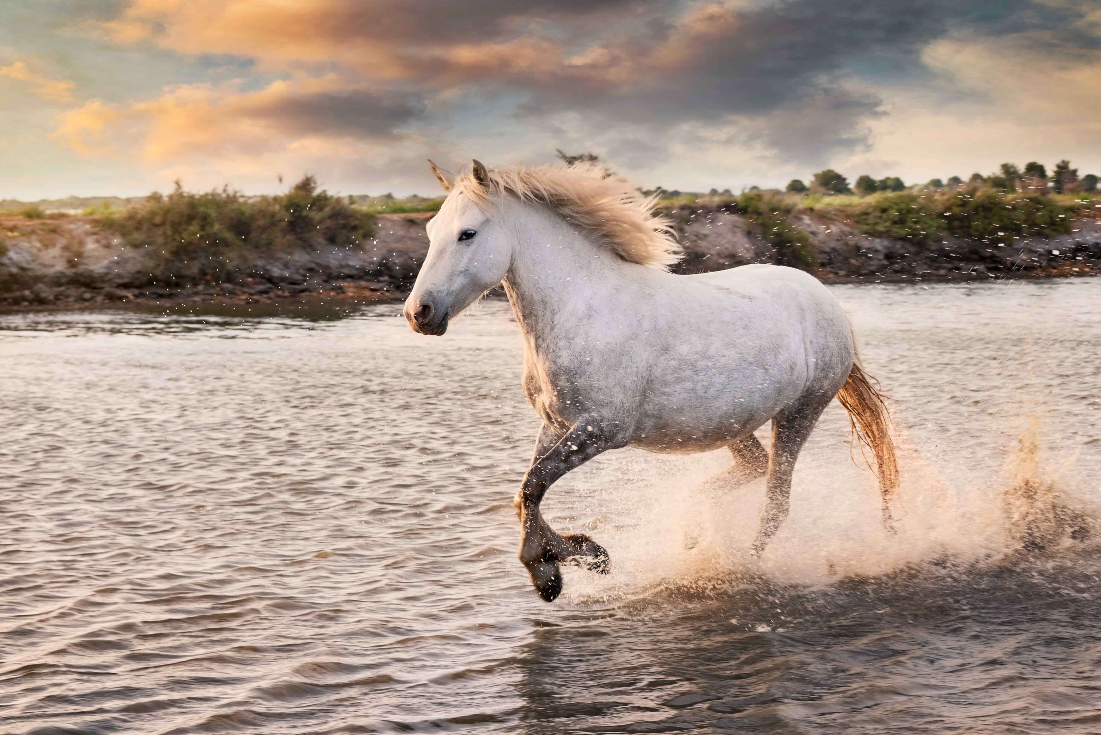 557-white-horses-are-running-water-beach.jpg
