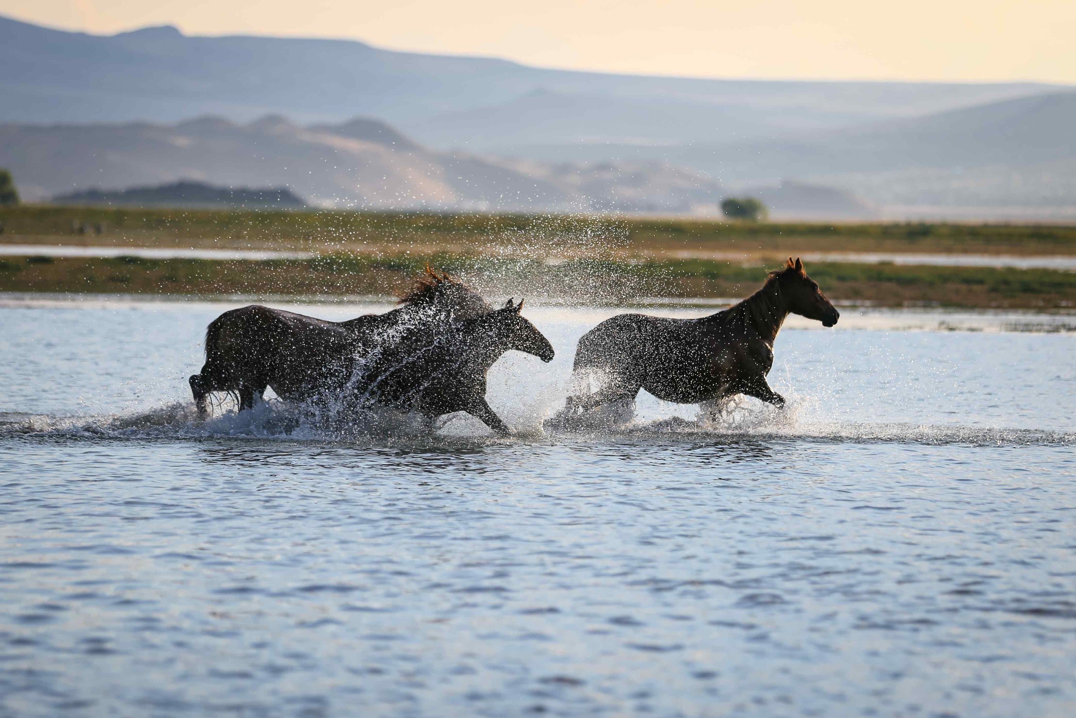 557-yilki-horses-running-water-kayseri-turkey.jpg