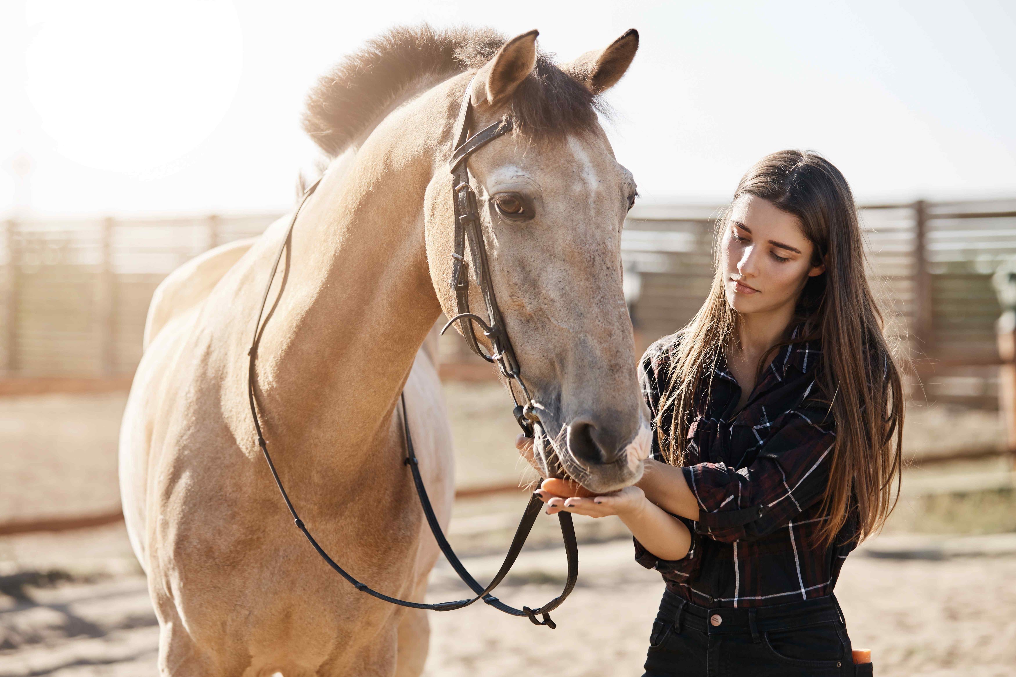 557-young-beautiful-female-farrier-feeding-horse-preparing-trim-shape-hooves.jpg