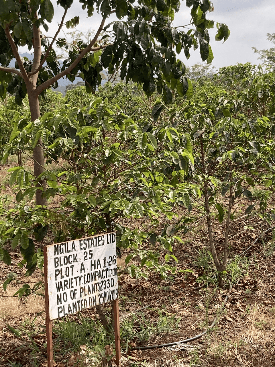1228-tanzania-ngila-estate-21-scaled-1-17749452408719.png