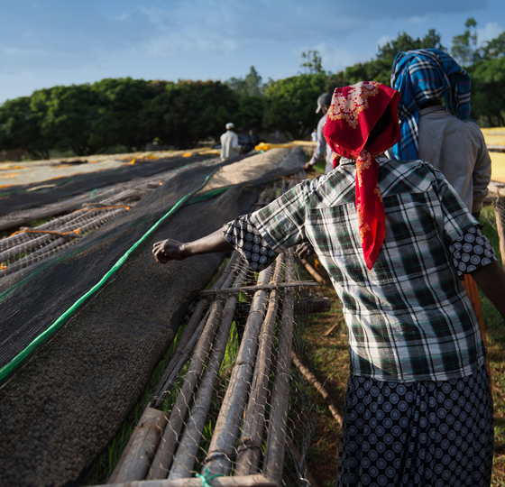 Udesa Birie, Ethiopia, Yirgacheffe