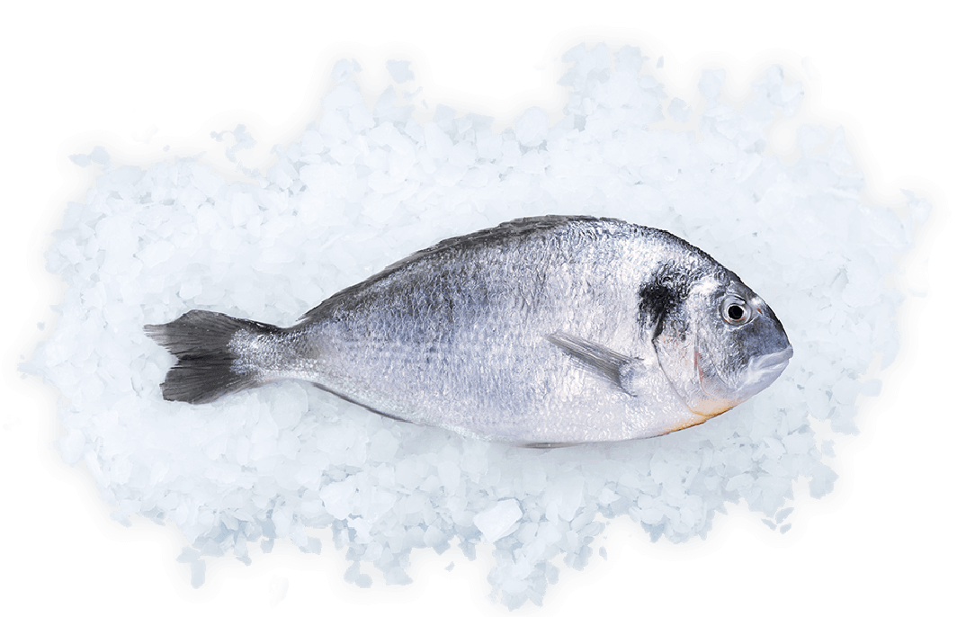 r19-fish-foodies---fresh-fish---transparent-2.png