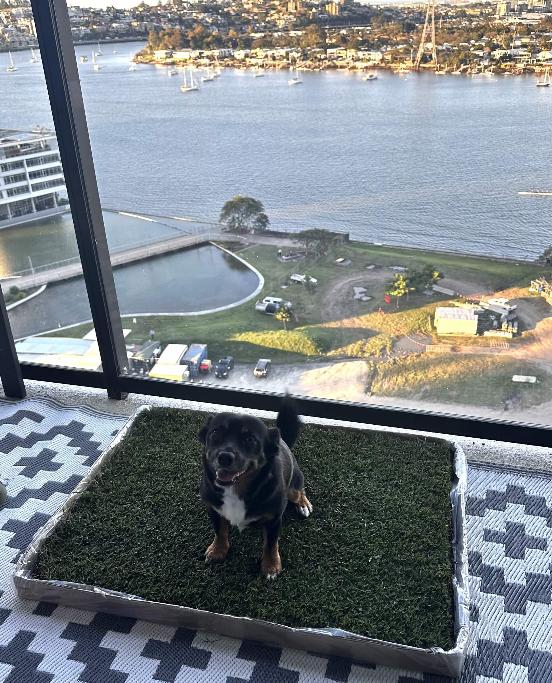 Franco Brings - Real Potty Dog Grass to Brisbane Dog Potty Grass Delivery Brisbane
