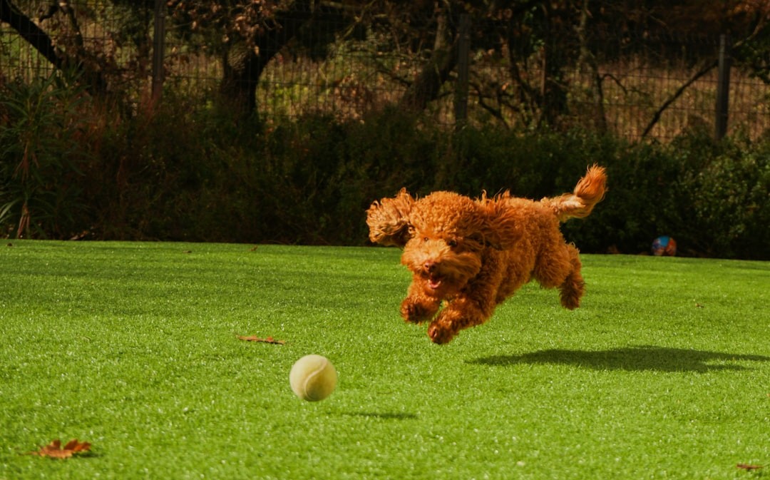 The Benefits of Real Grass versus Astroturf for Dogs