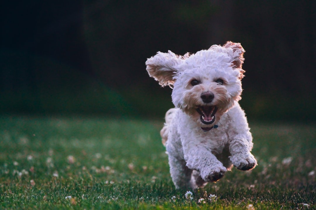 How to Effectively Toilet Train Your Puppy