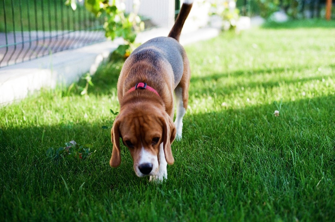 Why Astroturf Can Be Dangerous for Dogs