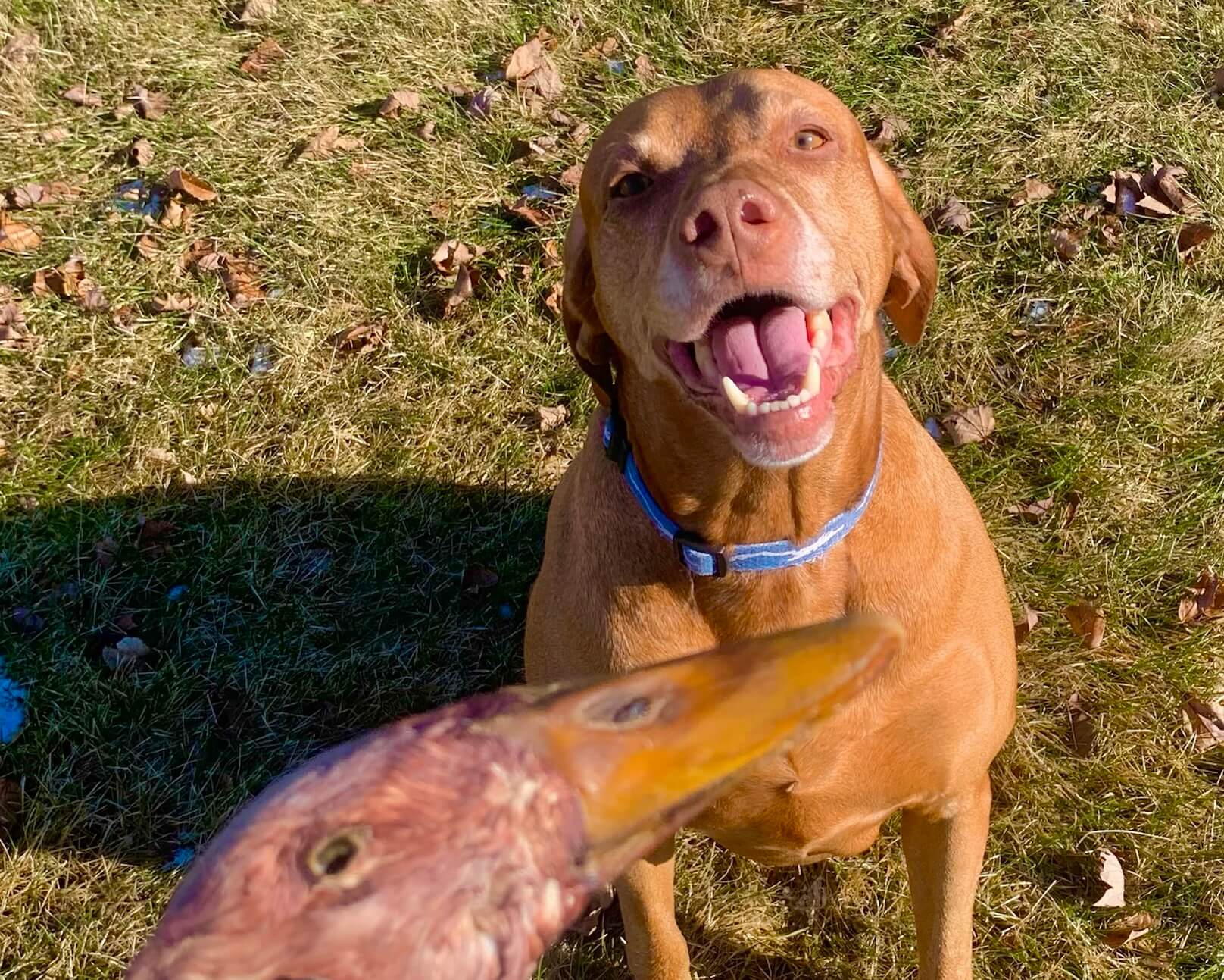 Duck Head Dehydrated Chew Furever Primal