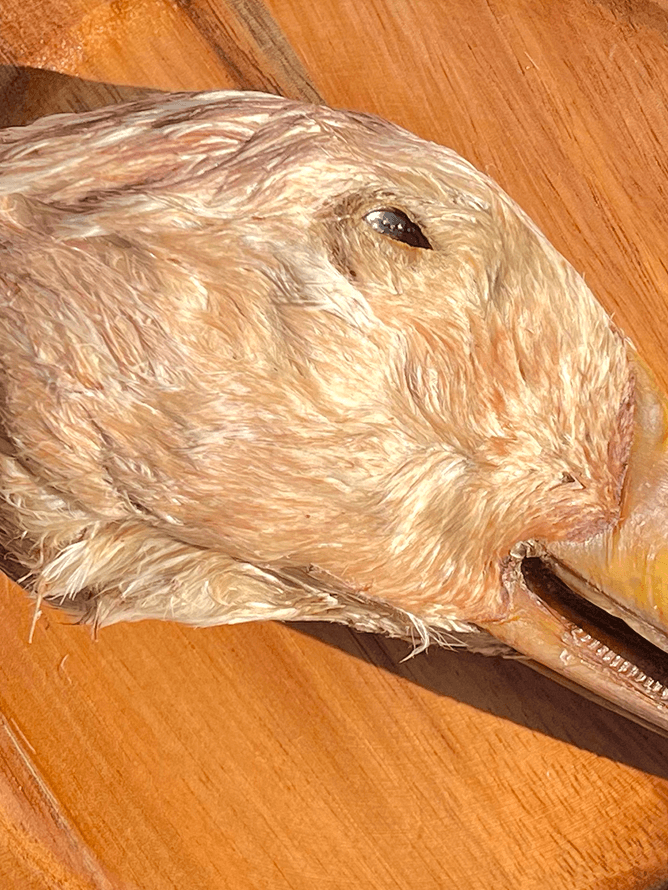 4670-dehydrated-duck-head-chew-copy.png