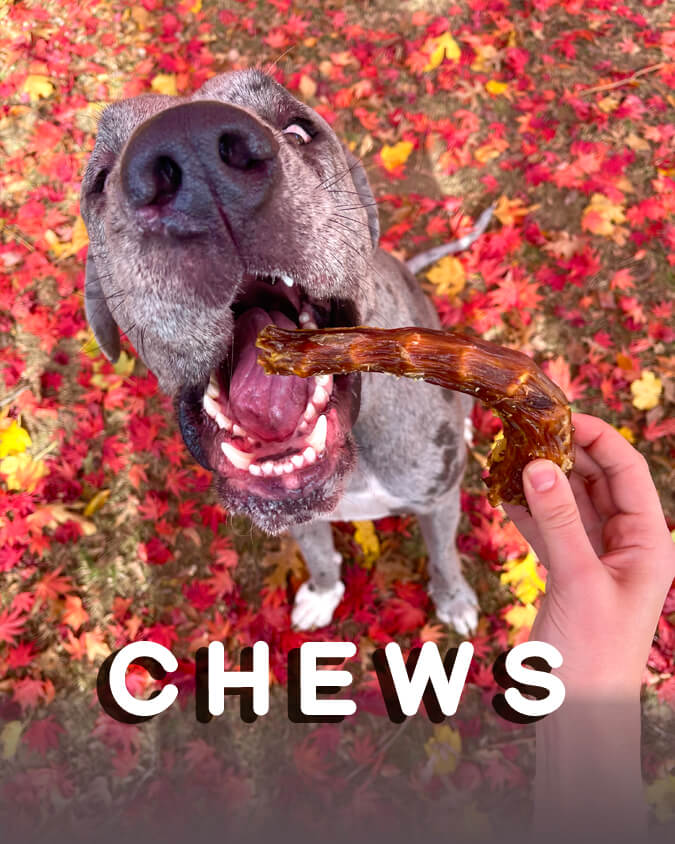 organic natural dog chew