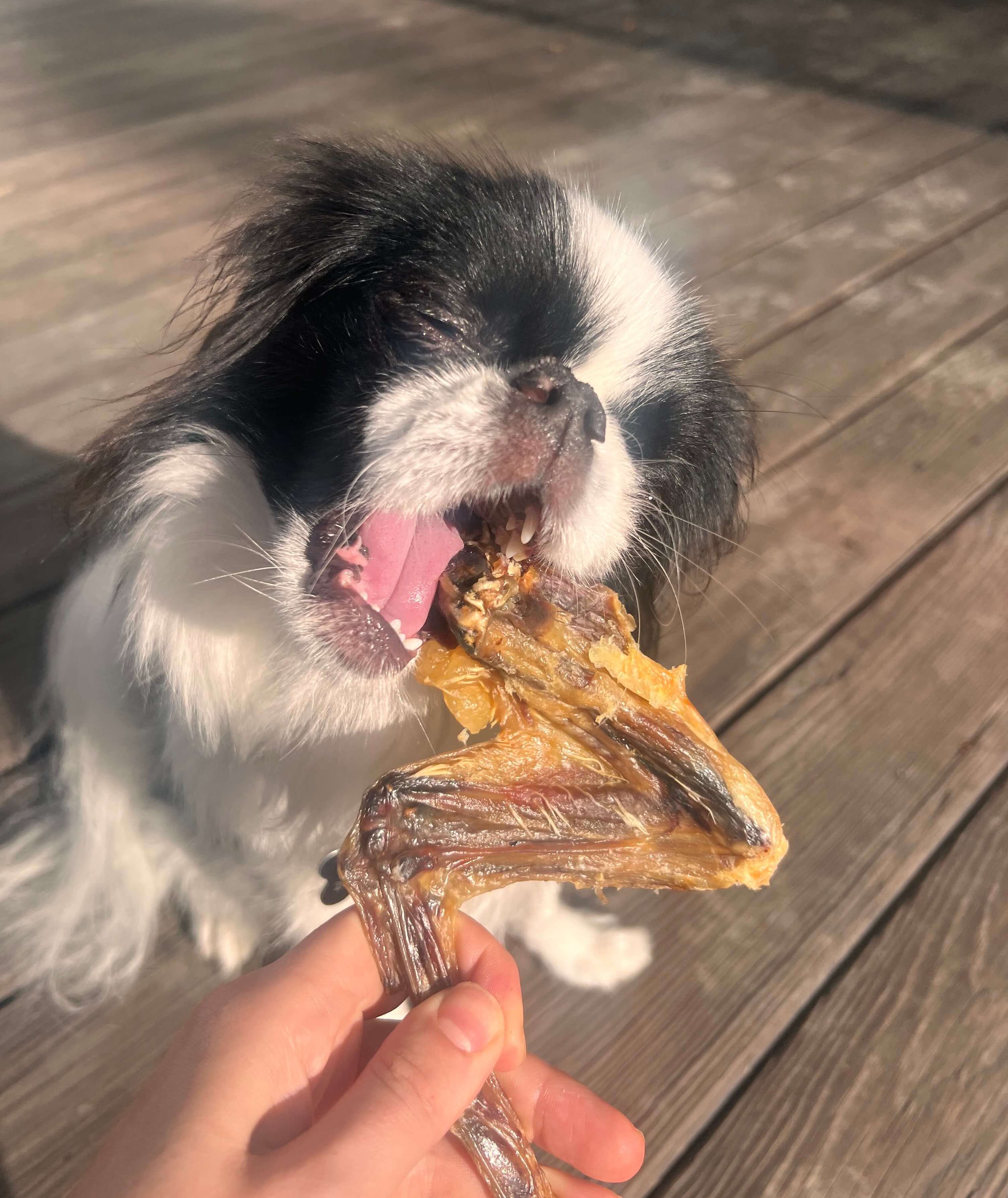 natural dog chew furever primal duck wing