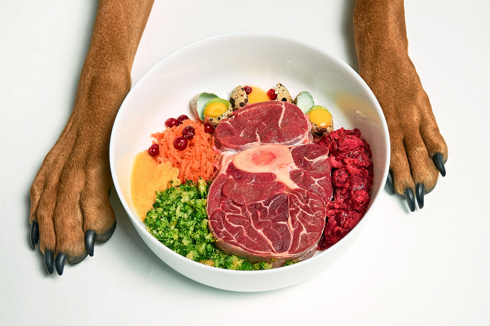 Is feeding raw food safe for your pets?