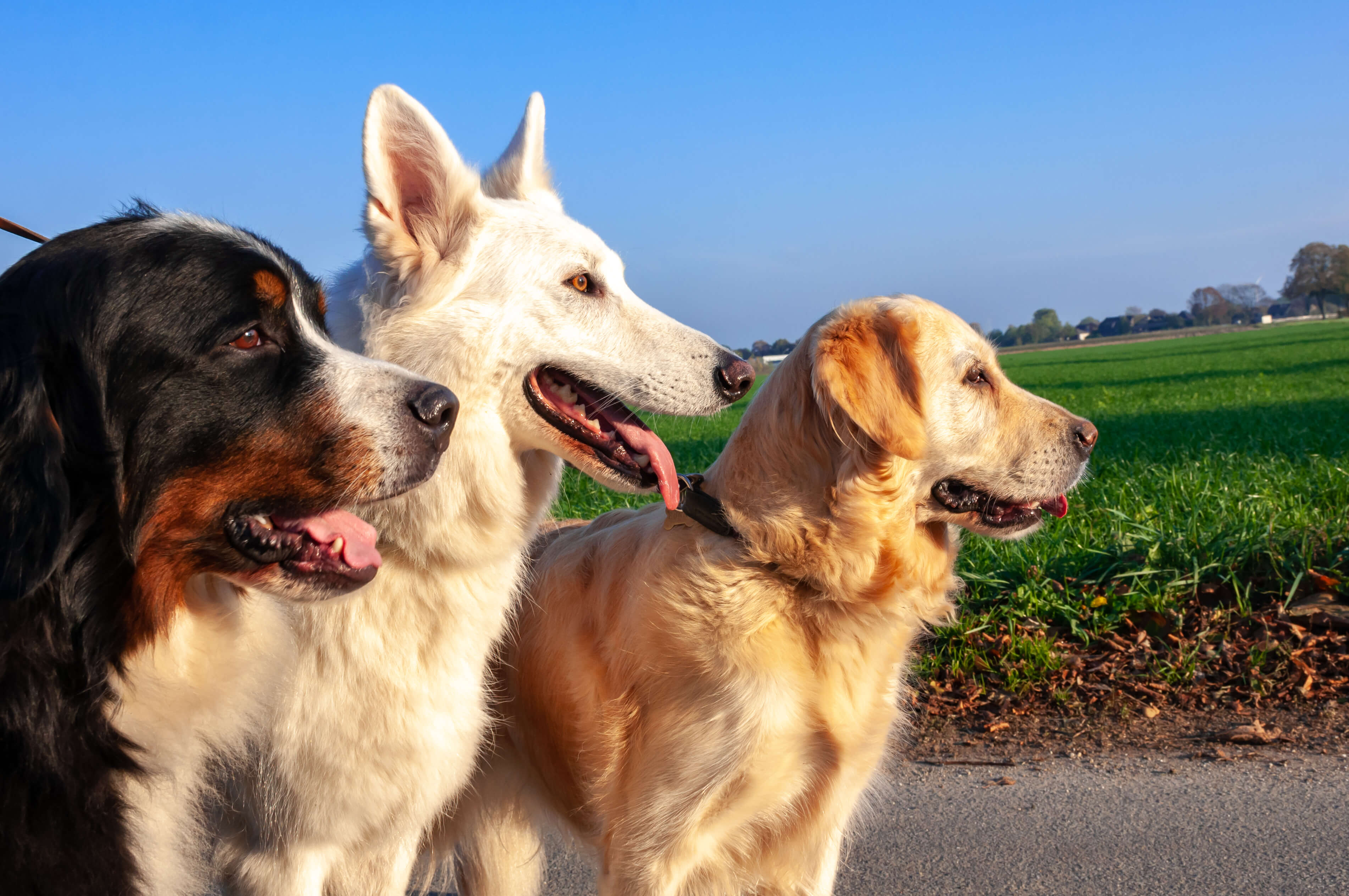 Biologically Appropriate Diet for Dogs: What is it and what are the benefits?